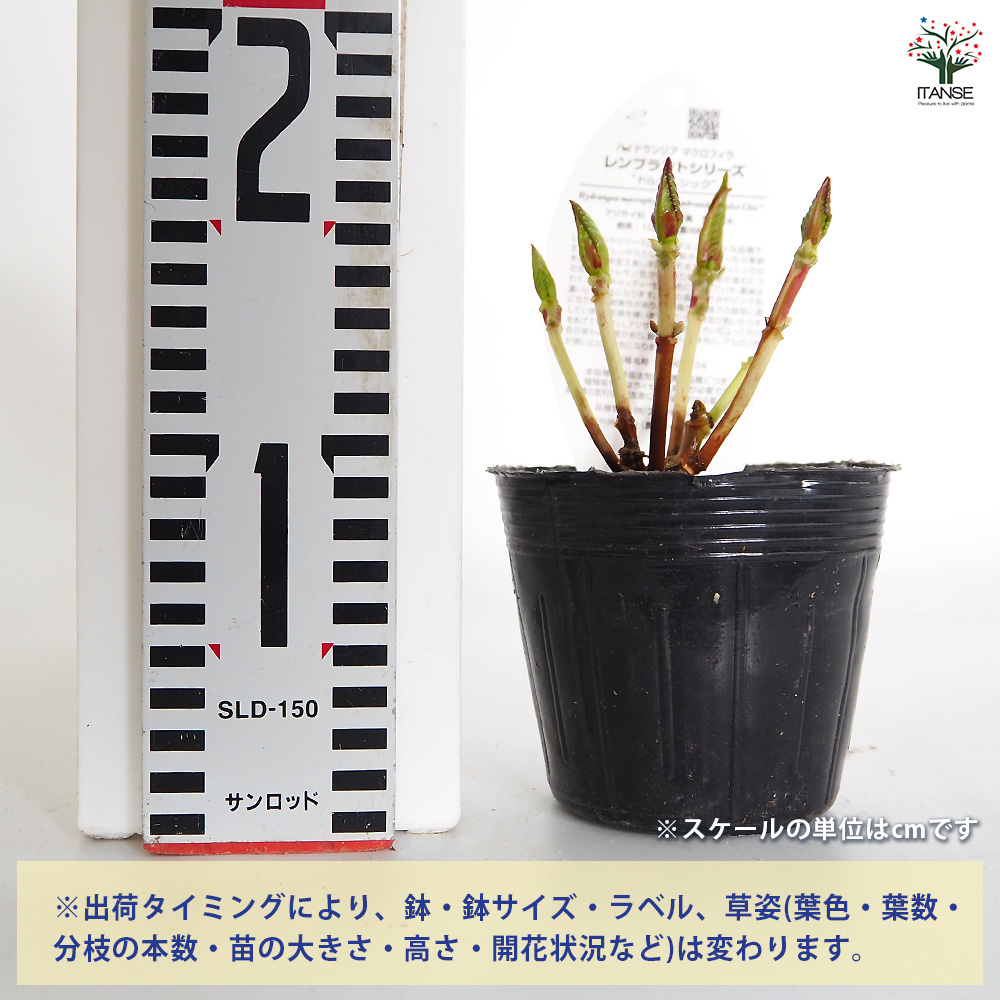 アジサイ苗 アジサイ レンブラント ドルチェシック 花木苗 3.5号/1個売り あじさい