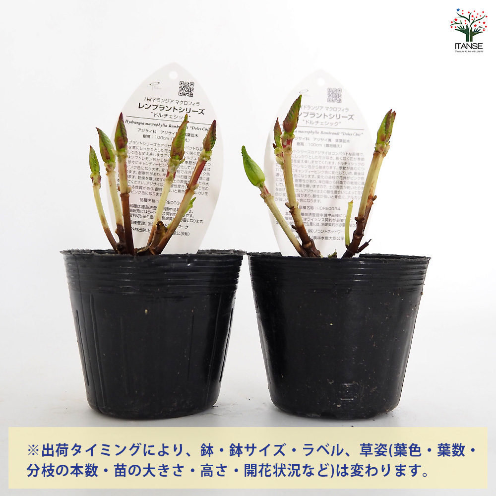 アジサイ レンブラント ドルチェシック 花木苗 3.5号/1個売り あじさい