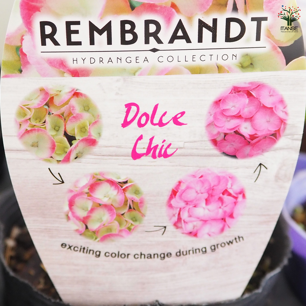 アジサイ レンブラント ドルチェシック 花木苗 3.5号/1個売り あじさい