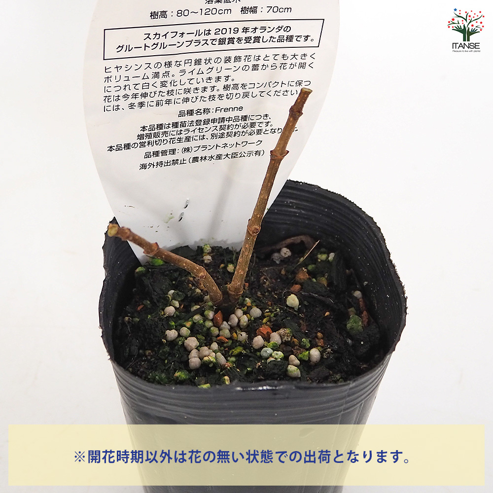 ハイドランジア スカイフォール 花木苗 3号/1個売り 花木 花木の苗 花