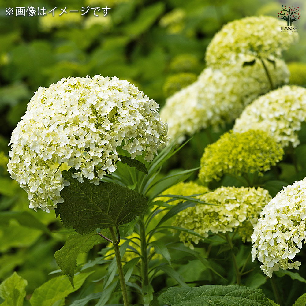 ハイドランジア スカイフォール 花木苗 3号/1個売り 花木 花木の苗 花