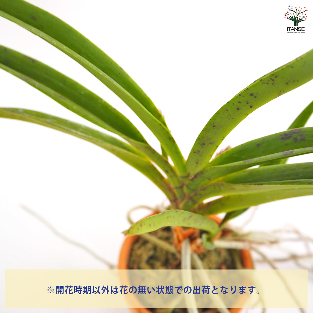 バンダコスティリス ピンキー ノーマル 花苗 3号/1個売り 洋ラン よう