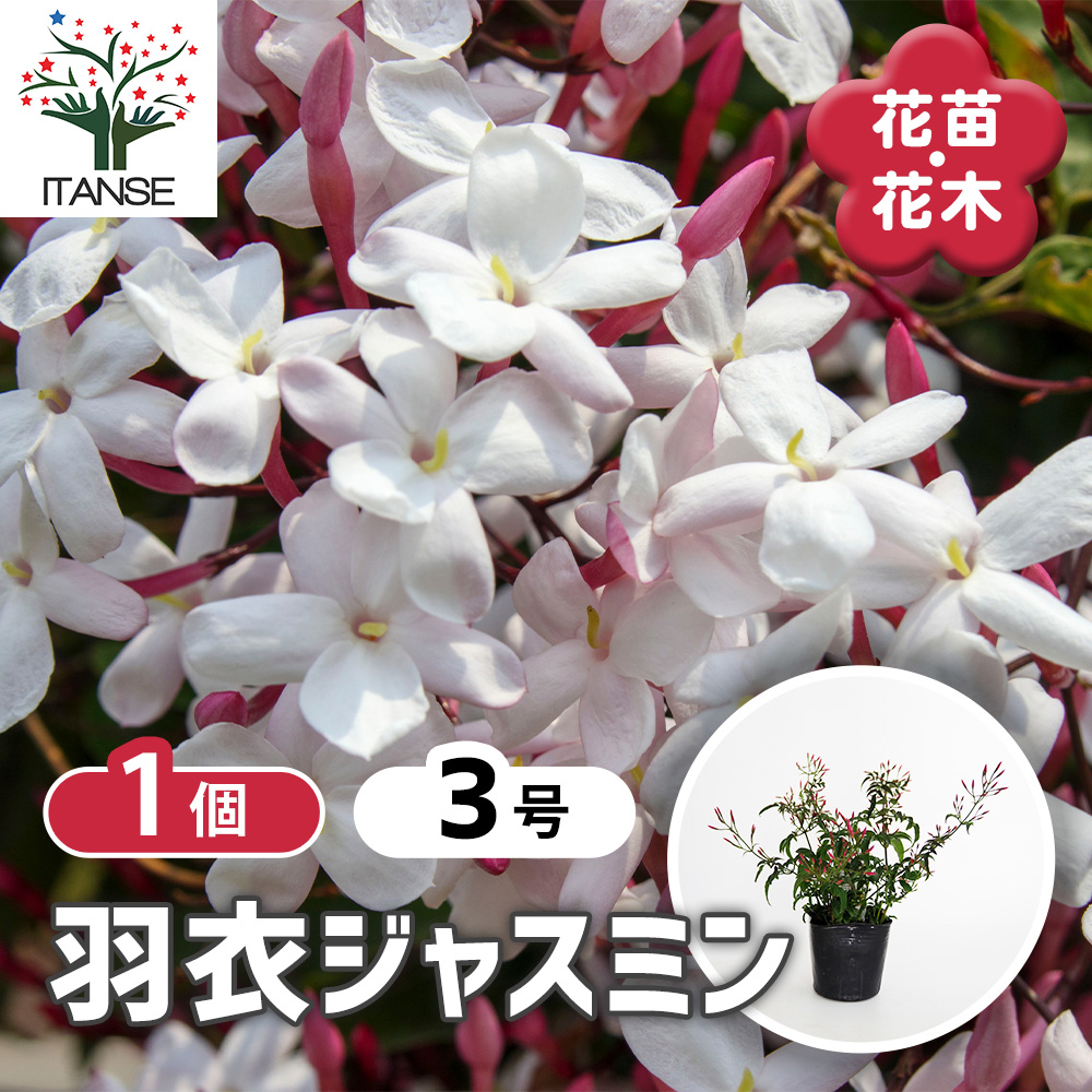羽衣ジャスミン 花木苗 3号/1個売り 花苗 花の苗 ジャスミン 寄植え 地