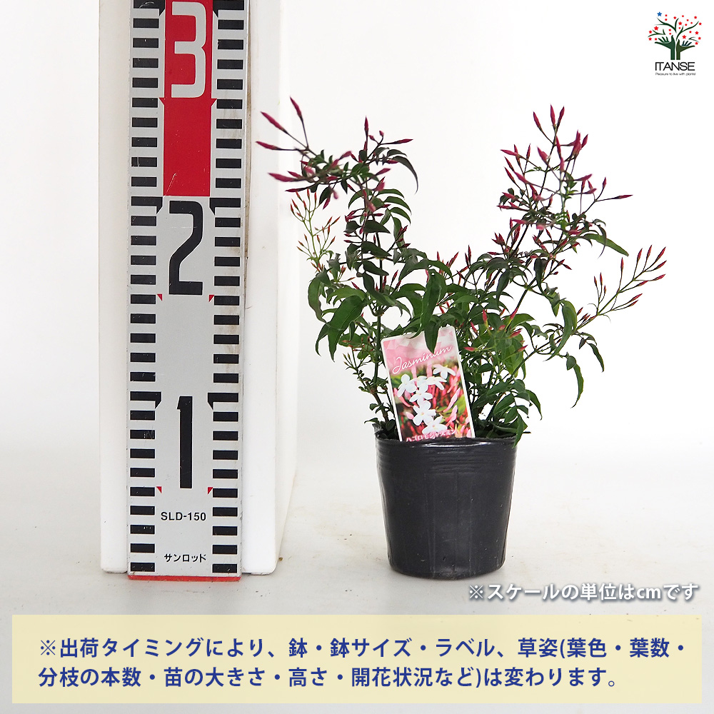 羽衣ジャスミン 花木苗 3号/1個売り 花苗 花の苗 ジャスミン 寄植え 地
