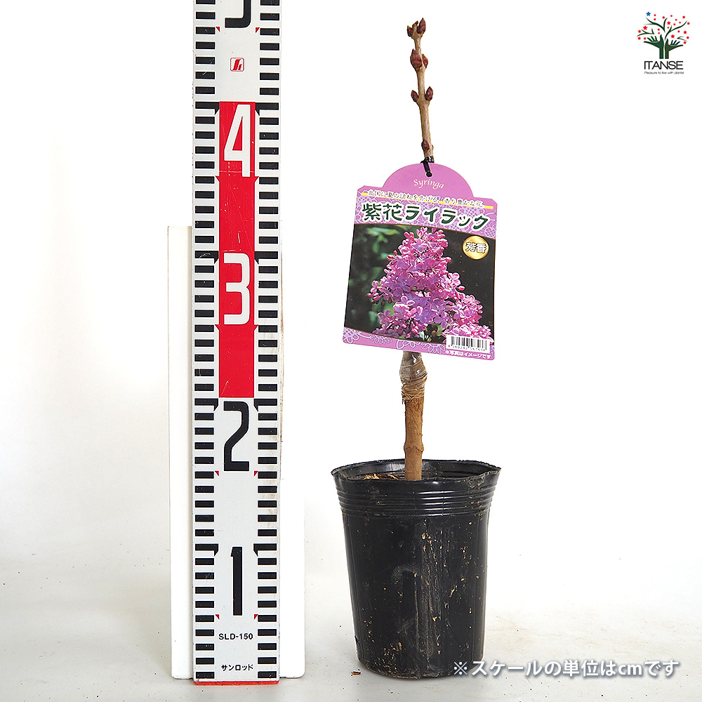 ライラック 紫花 花木苗 4号/1個売り 花木 園芸品種 観賞用