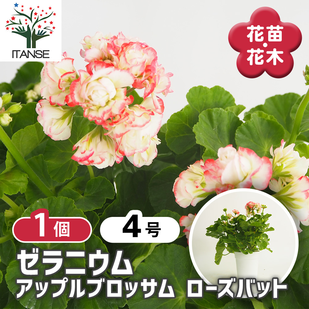 ゼラニウム アップルブロッサムローズバット 花苗 4号/1個売り 花の苗