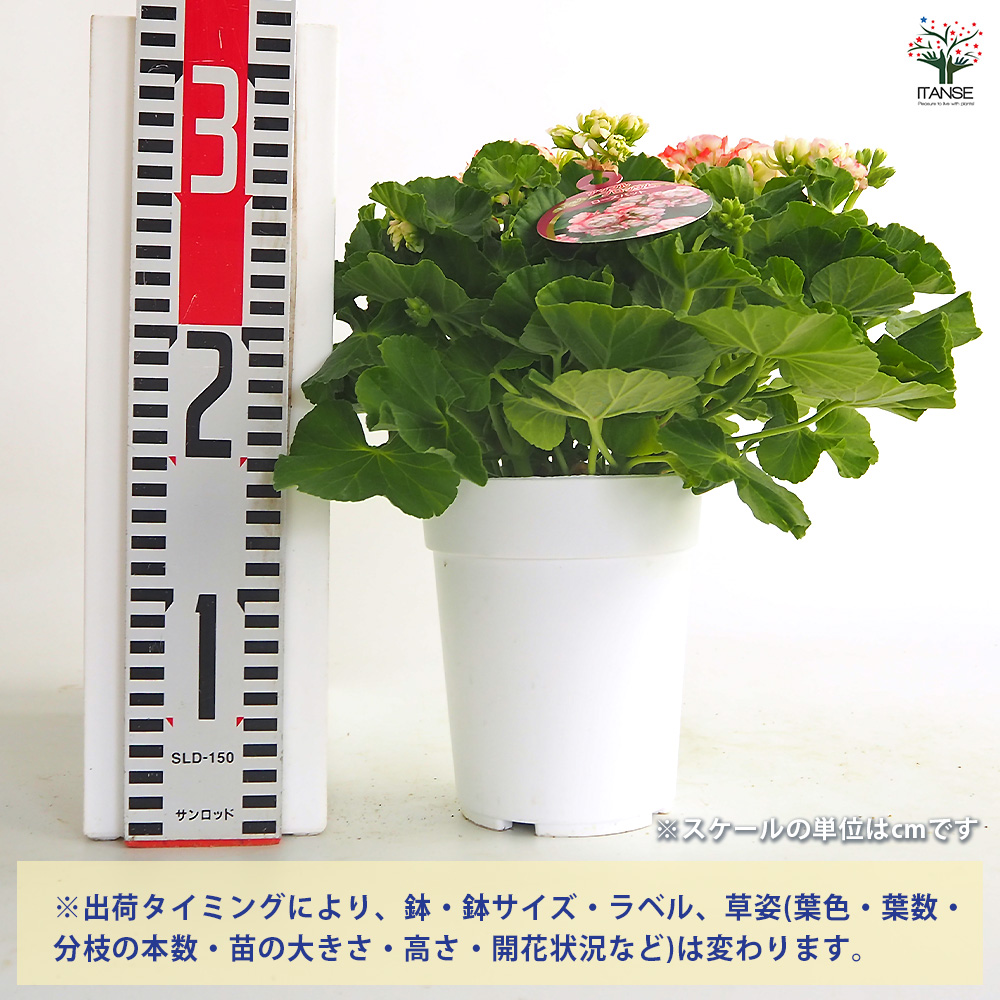 ゼラニウム アップルブロッサムローズバット 花苗 4号/1個売り 花の苗