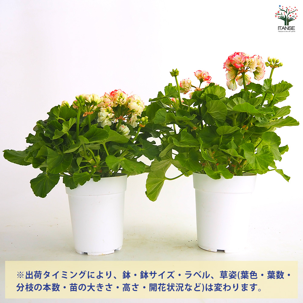 ゼラニウム アップルブロッサムローズバット 花苗 4号/1個売り 花の苗