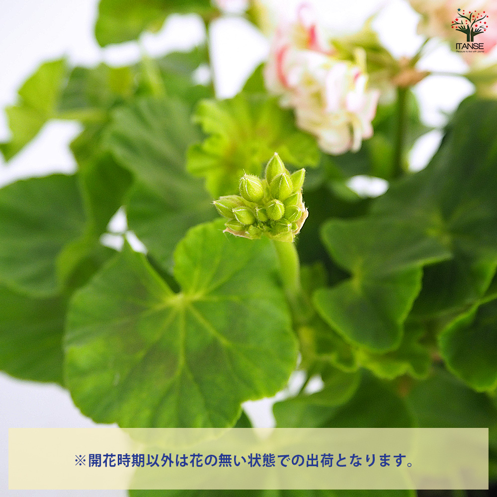 ゼラニウム アップルブロッサムローズバット 花苗 4号/1個売り 花の苗