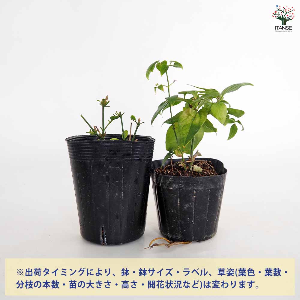 クレマチス 仙人草 花苗 3.5号/1個売り 花の苗 花木の苗 花木 風車
