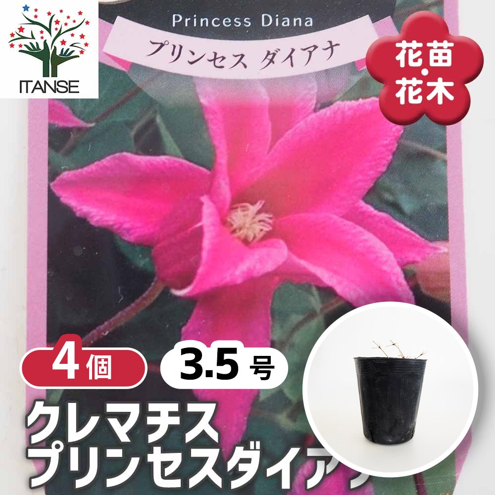 クレマチス プリンセスダイアナ 花苗 3.5号/お買い得4個セット 花の苗
