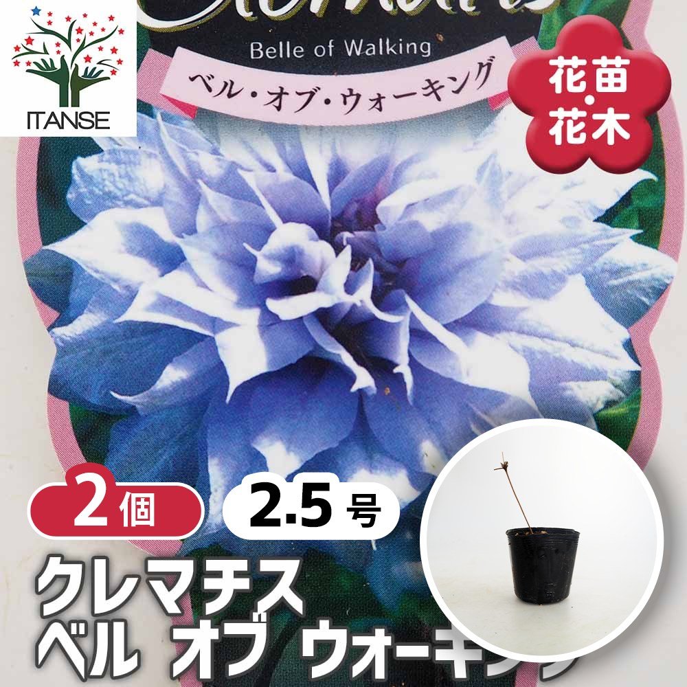 クレマチス ベル オブ ウォーキング 花苗 2.5号/お買い得2個セット 花