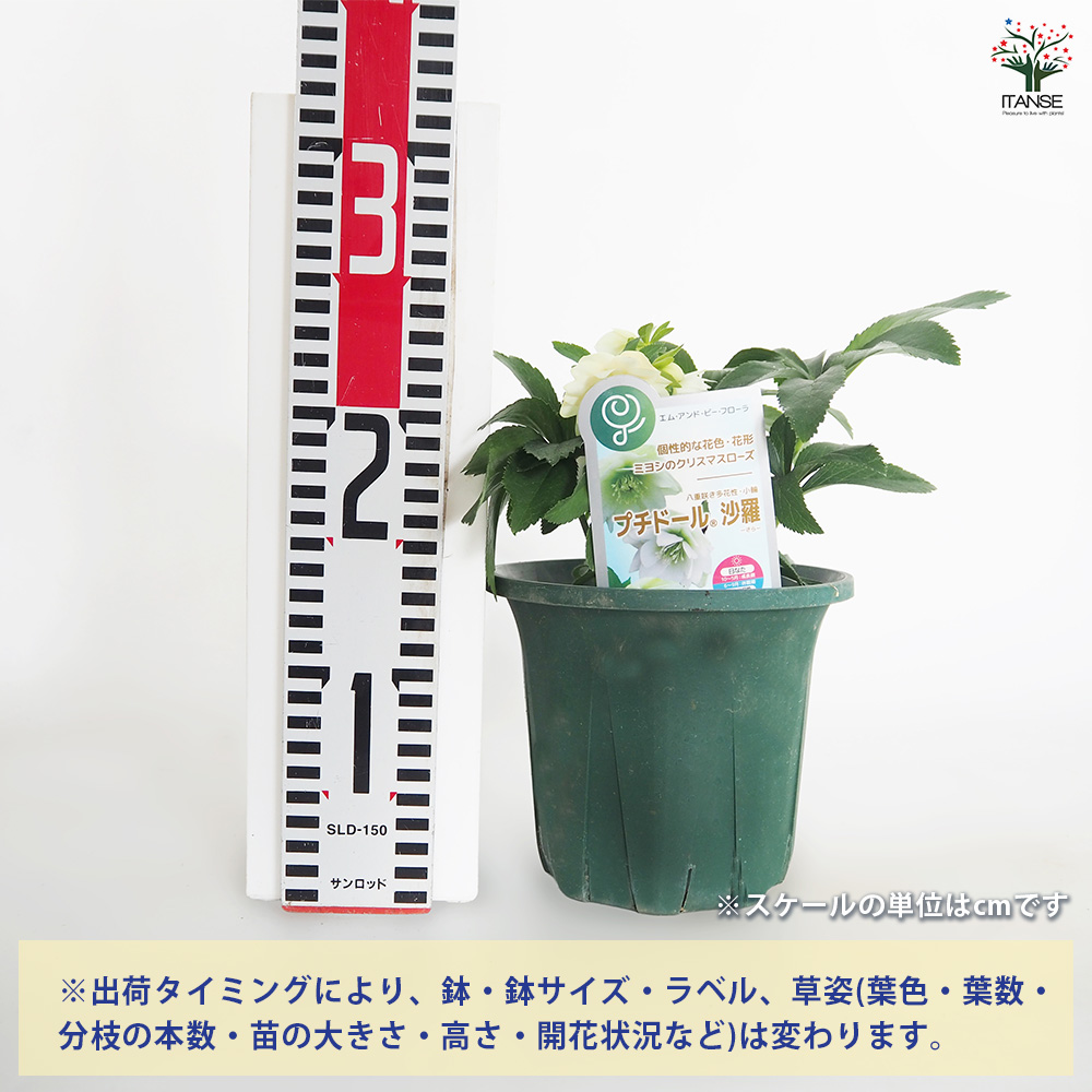 クリスマスローズ 苗 開花苗 激レア ショコラ 正規品 ラベル付き 園芸