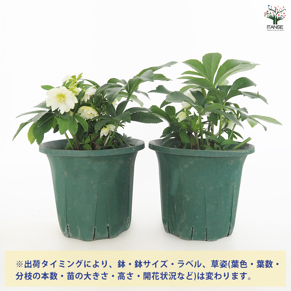 クリスマスローズ プチドール沙羅 花苗 5号/1個売り クリスマスローズ