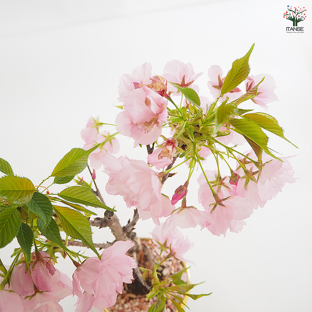 桜の苗木 一才桜 旭山 花木苗 4号/1個売り サクラ さくら cherry