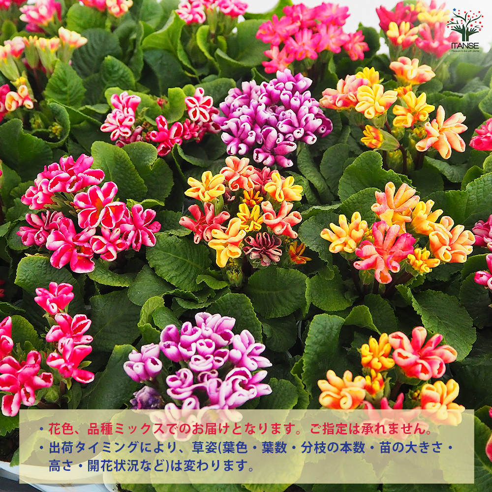 プリムラ ジュリアン 星咲ふくりんりん 花苗 3号/お買い得3個セット