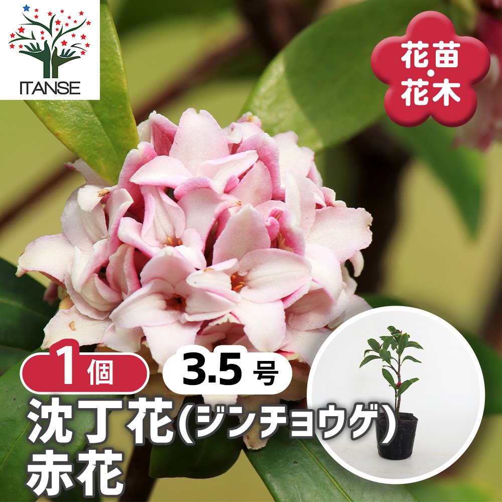 沈丁花 (ジンチョウゲ) 赤花 花木苗 3.5号/1個売り 日本三大香木