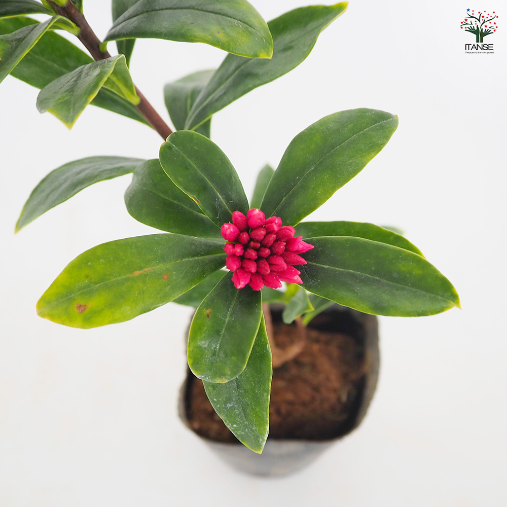 沈丁花 (ジンチョウゲ) 赤花 花木苗 3.5号/1個売り 日本三大香木