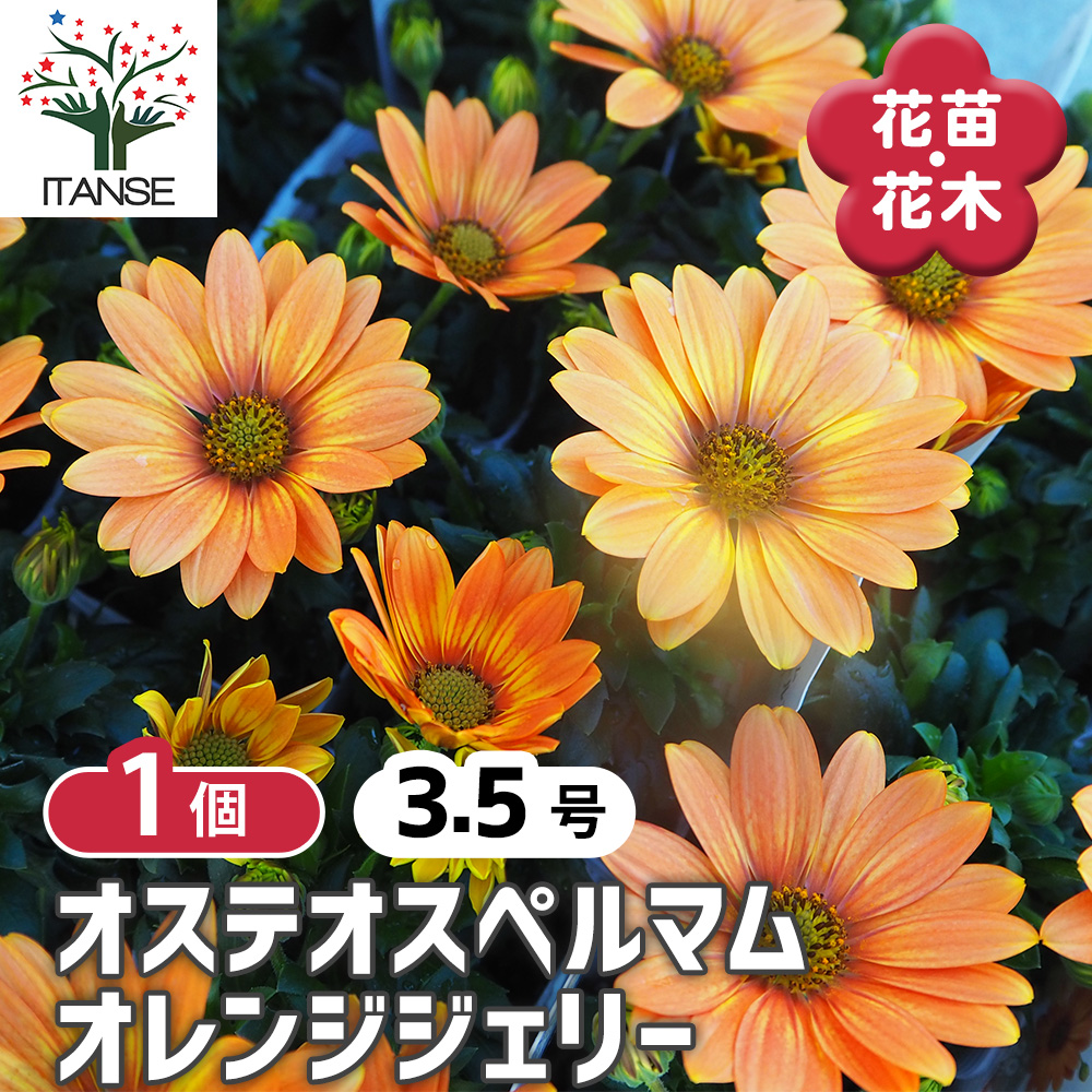 オステオスペルマム オレンジジェリー 花苗 3.5号/1個売り