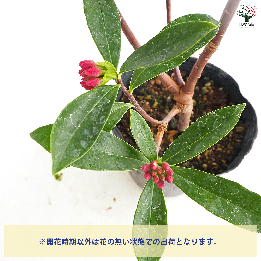 沈丁花 (ジンチョウゲ) 赤花 花木苗 4号/1個売り 日本三大香木