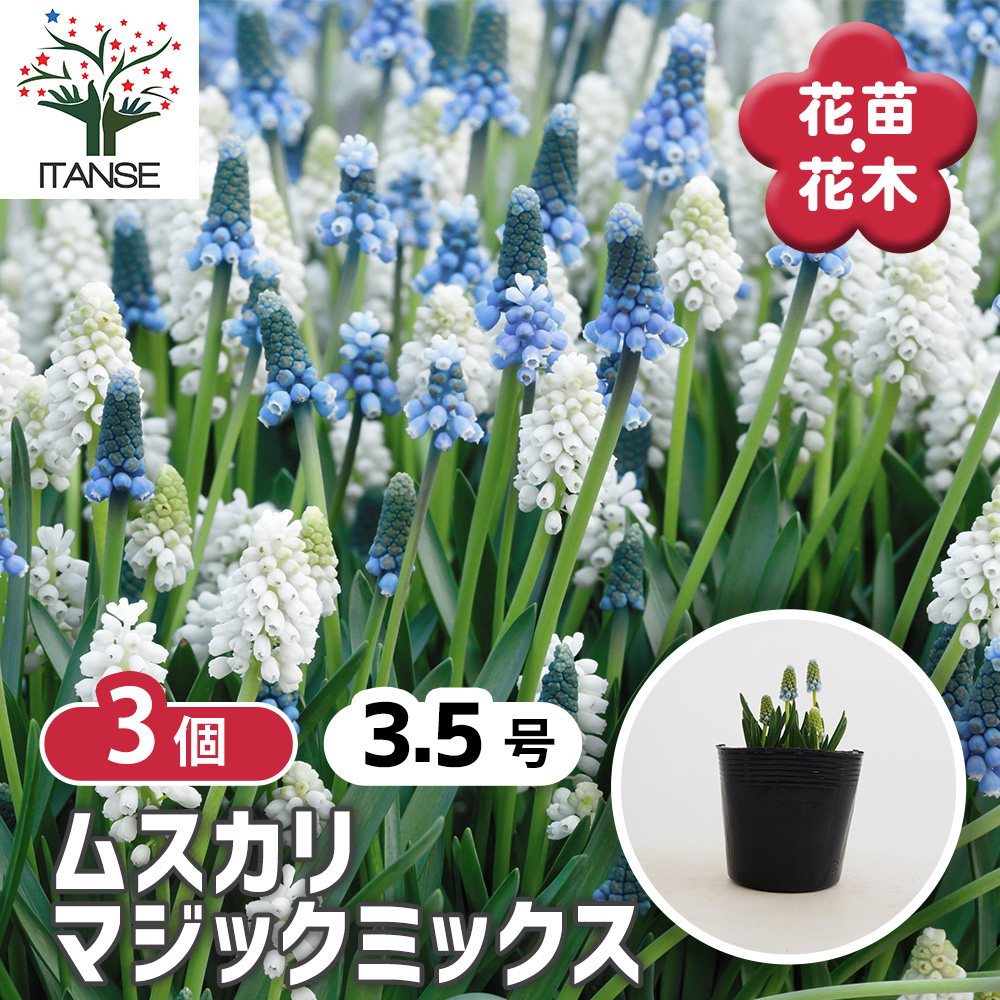 ムカゴ苗　5株 ムスカリ マジックミックス 花苗 3.5号/お買い得3個セット 球根 花の