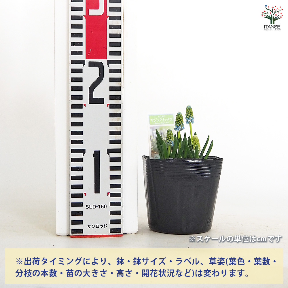 ムスカリ マジックミックス 花苗 3.5号/お買い得6個セット 球根 花の