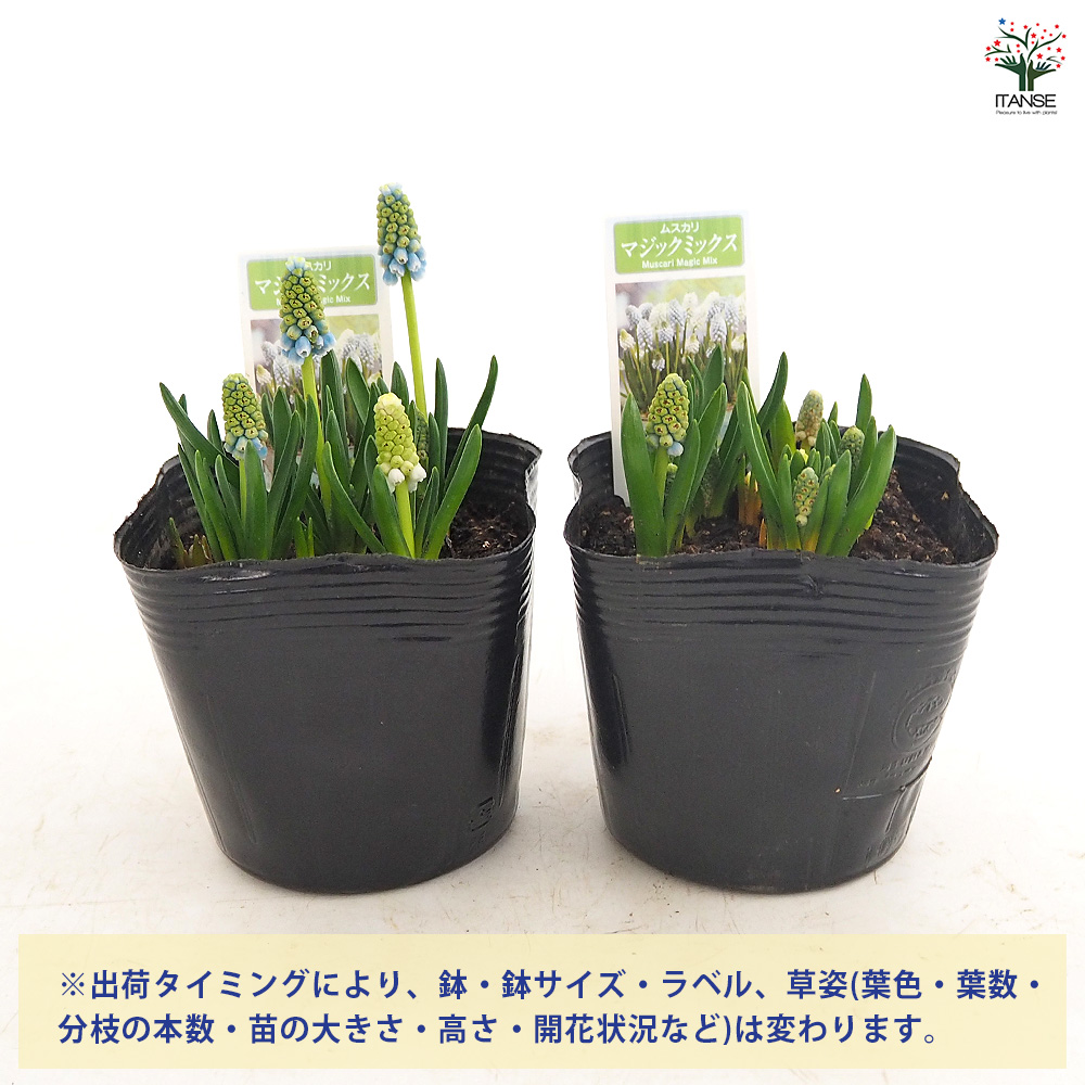 ムスカリ マジックミックス 花苗 3.5号/お買い得6個セット 球根 花の