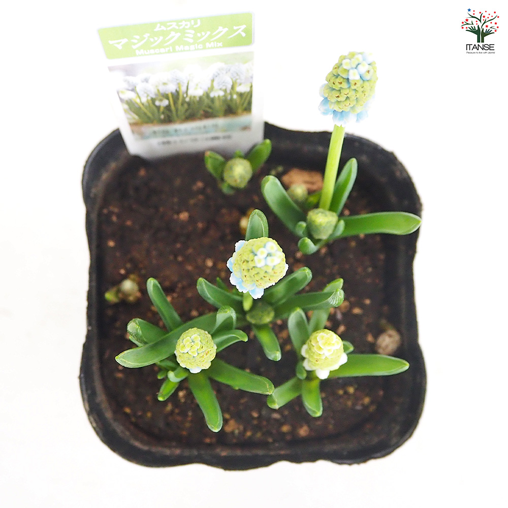 ムスカリ マジックミックス 花苗 3.5号/お買い得6個セット 球根 花の