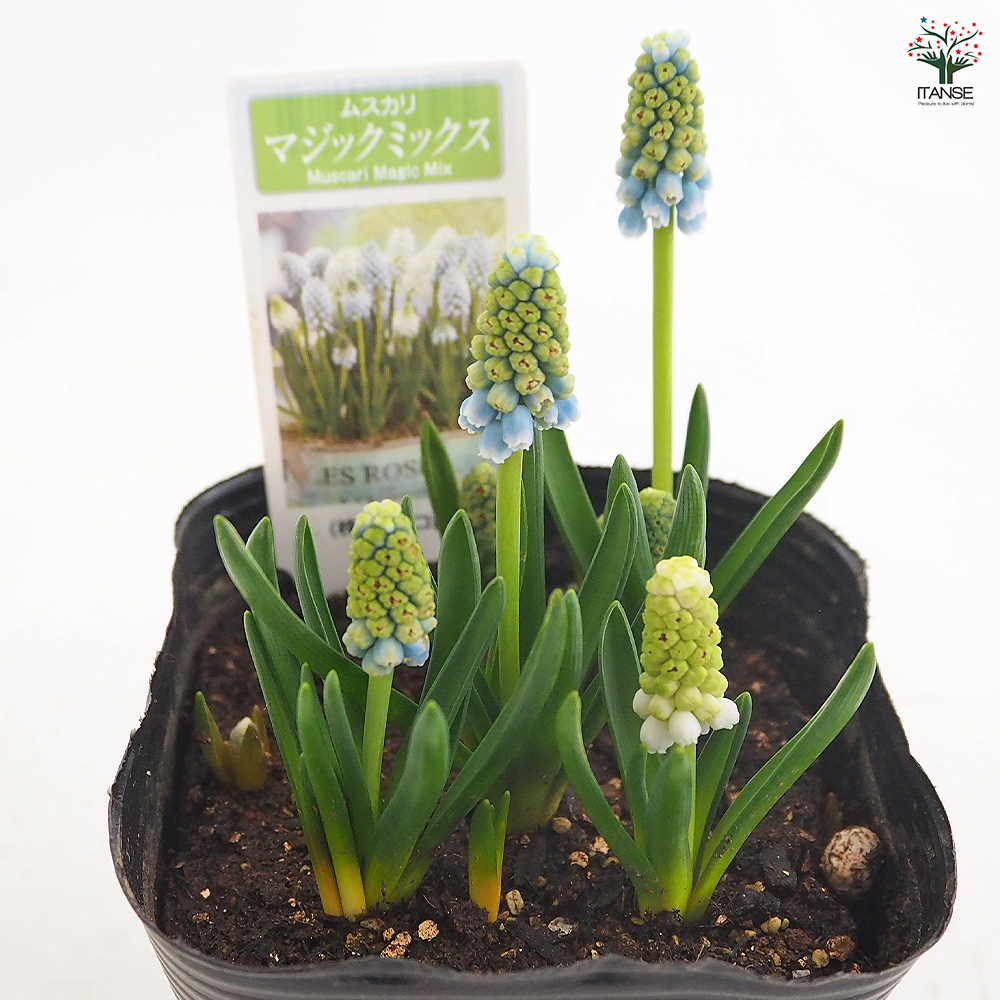 ムスカリ マジックミックス 花苗 3.5号/お買い得9個セット 球根 花の