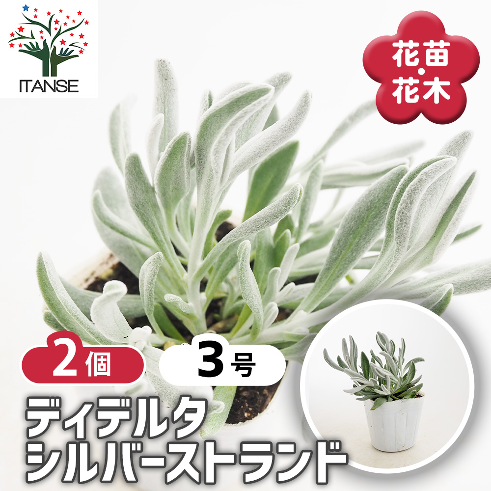 ディデルタ シルバーストランド 花苗 3号/お買い得2個セット 寄せ植え