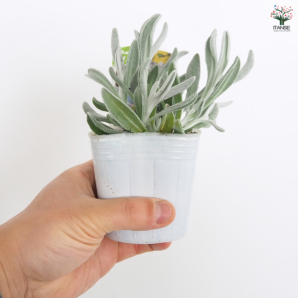 ディデルタ シルバーストランド 花苗 3号/お買い得2個セット 寄せ植え