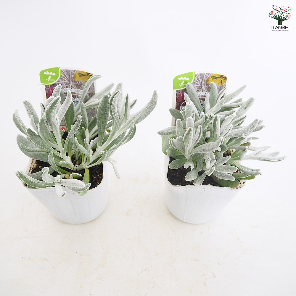 ディデルタ シルバーストランド 花苗 3号/お買い得8個セット 寄せ植え
