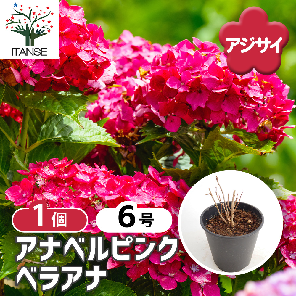 アジサイ ピンクアナベル ベラアナ 花木苗 6号/1個売り あじさい苗