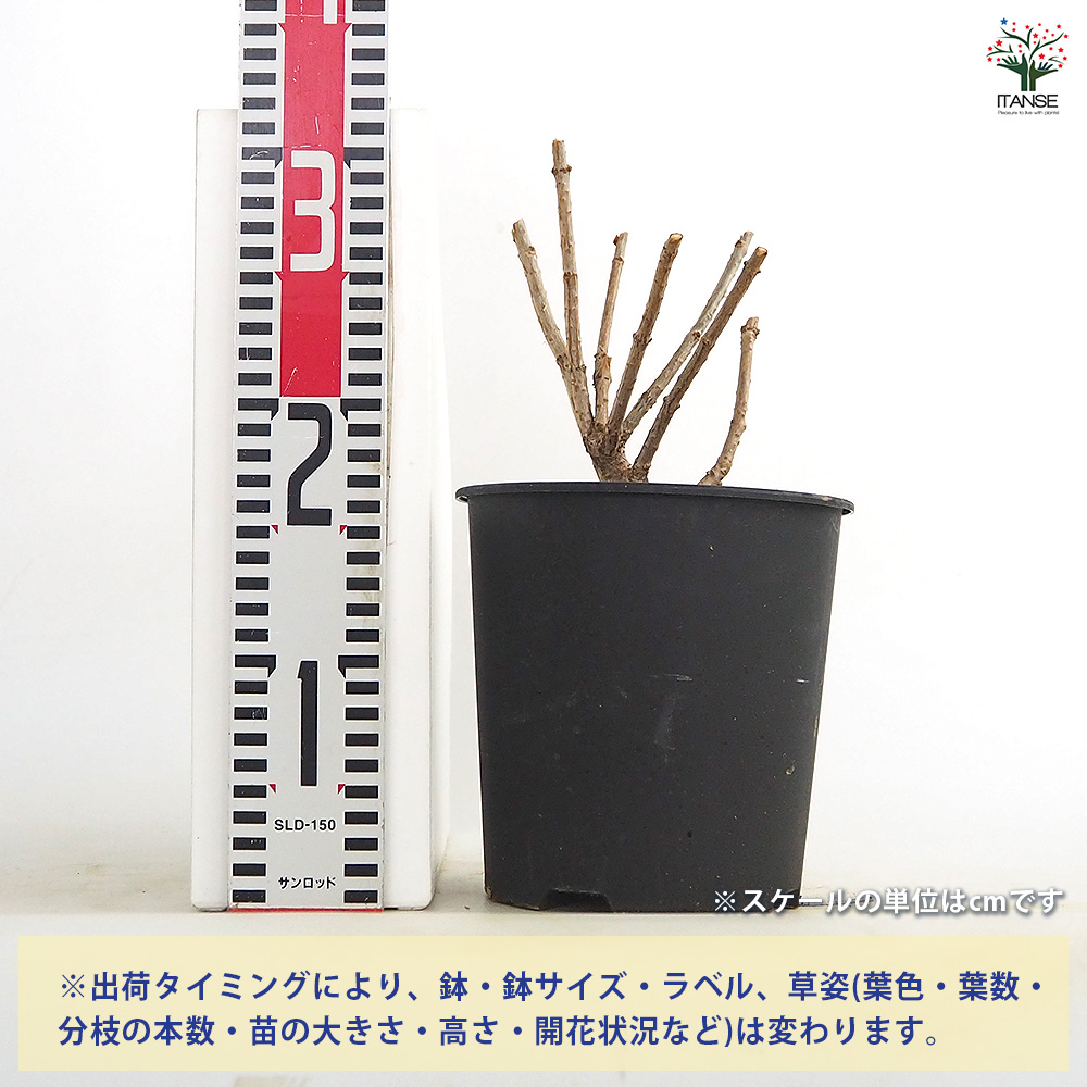 ピラミッドアジサイ ファントム 花木苗 6号/1個売り ピラミッド