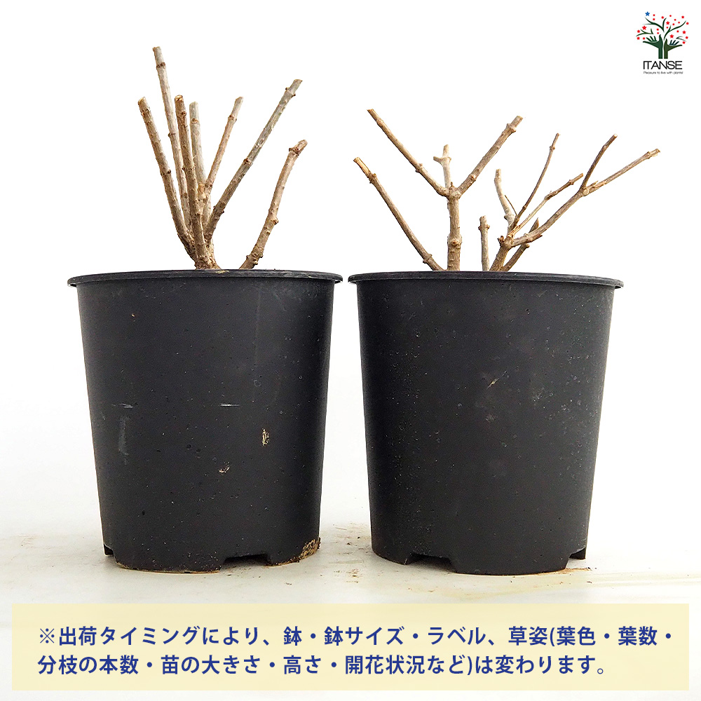 ピラミッドアジサイ ファントム 花木苗 6号/1個売り ピラミッド