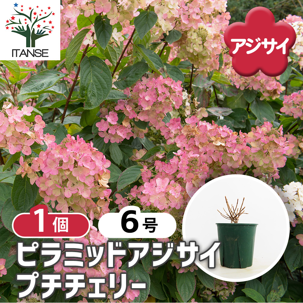 ピラミッドアジサイ プチチェリー 花木苗 6号/1個売り ピラミッド