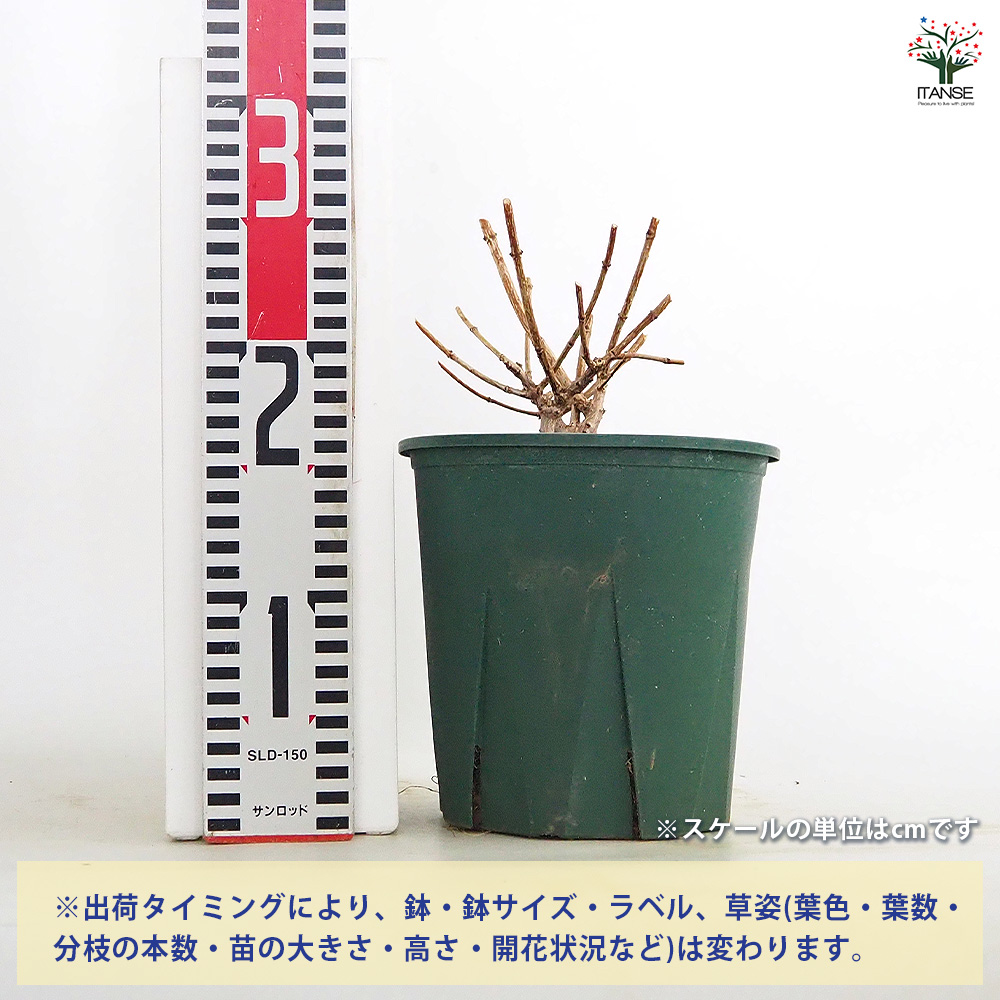 ピラミッドアジサイ プチチェリー 花木苗 6号/1個売り ピラミッド