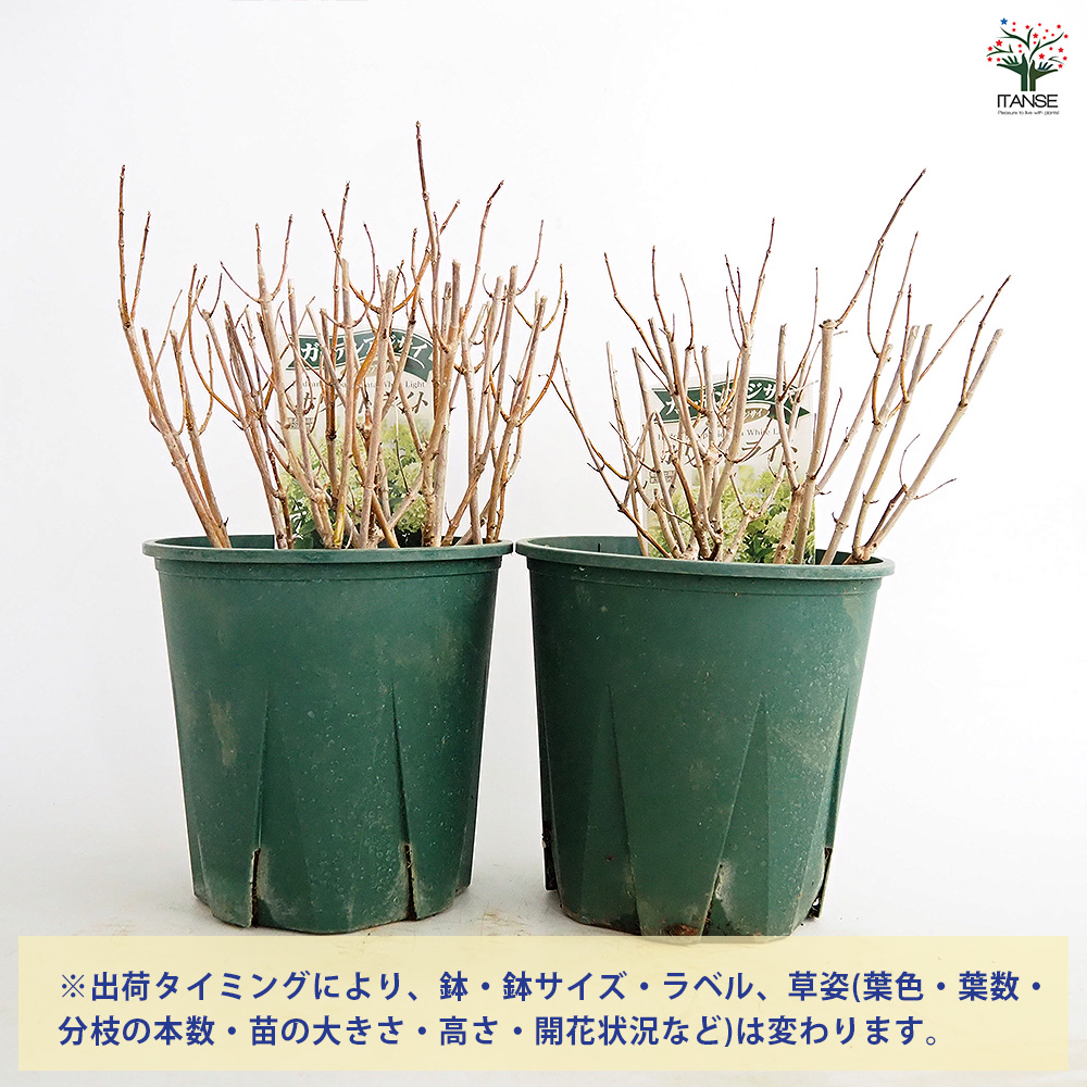 ピラミッドアジサイ ホワイトライト 花木苗 6号/1個売り ピラミッド