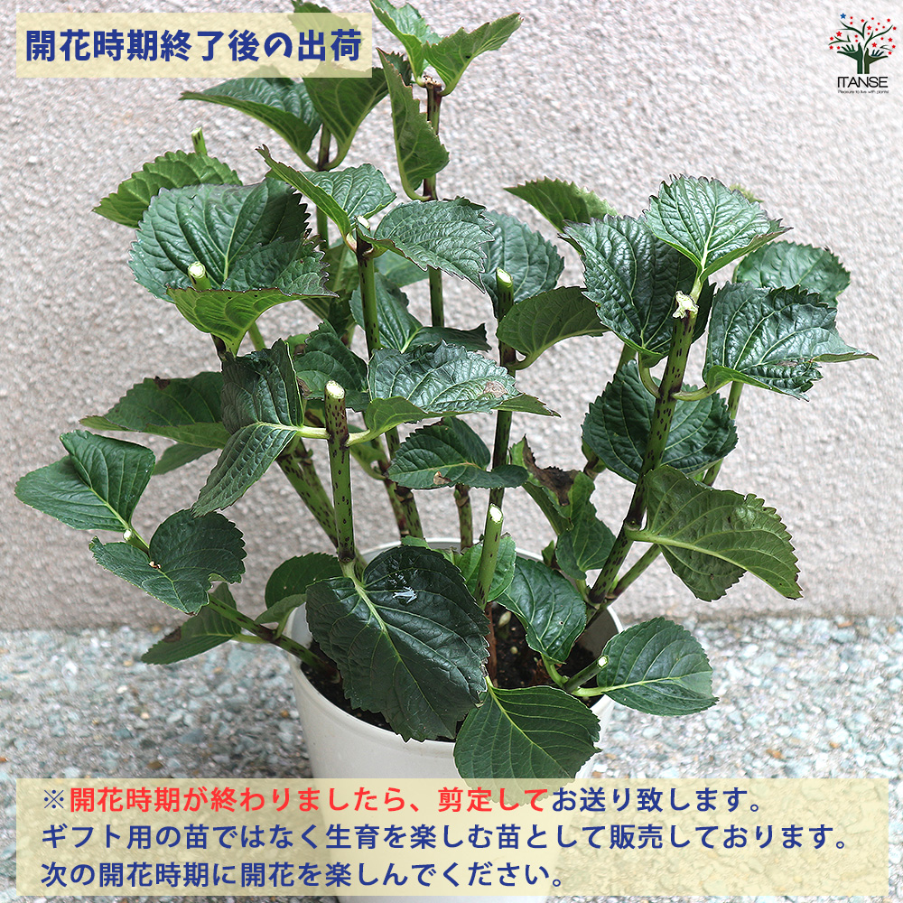 【花苗】②ガーデンあじさい　ホワイトライト　ピラミッドアジサイ　ノリウツギ fef21a6395a74d2acceacfdd6019a4