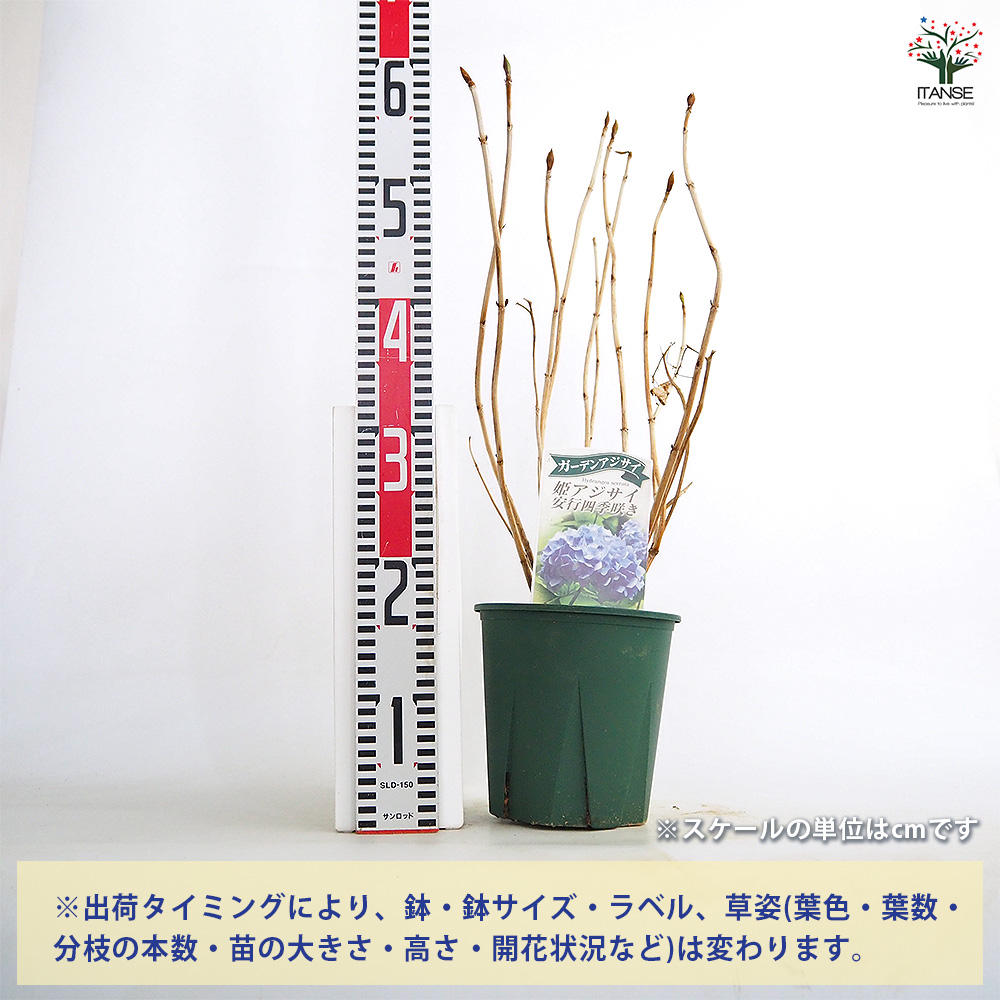 han09238_1.jpg