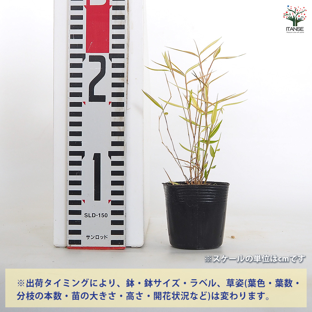 斑入姫竹 信濃錦 花木苗 2.5号/お買い得3個セット タケノコ 稈 竹林 竹 