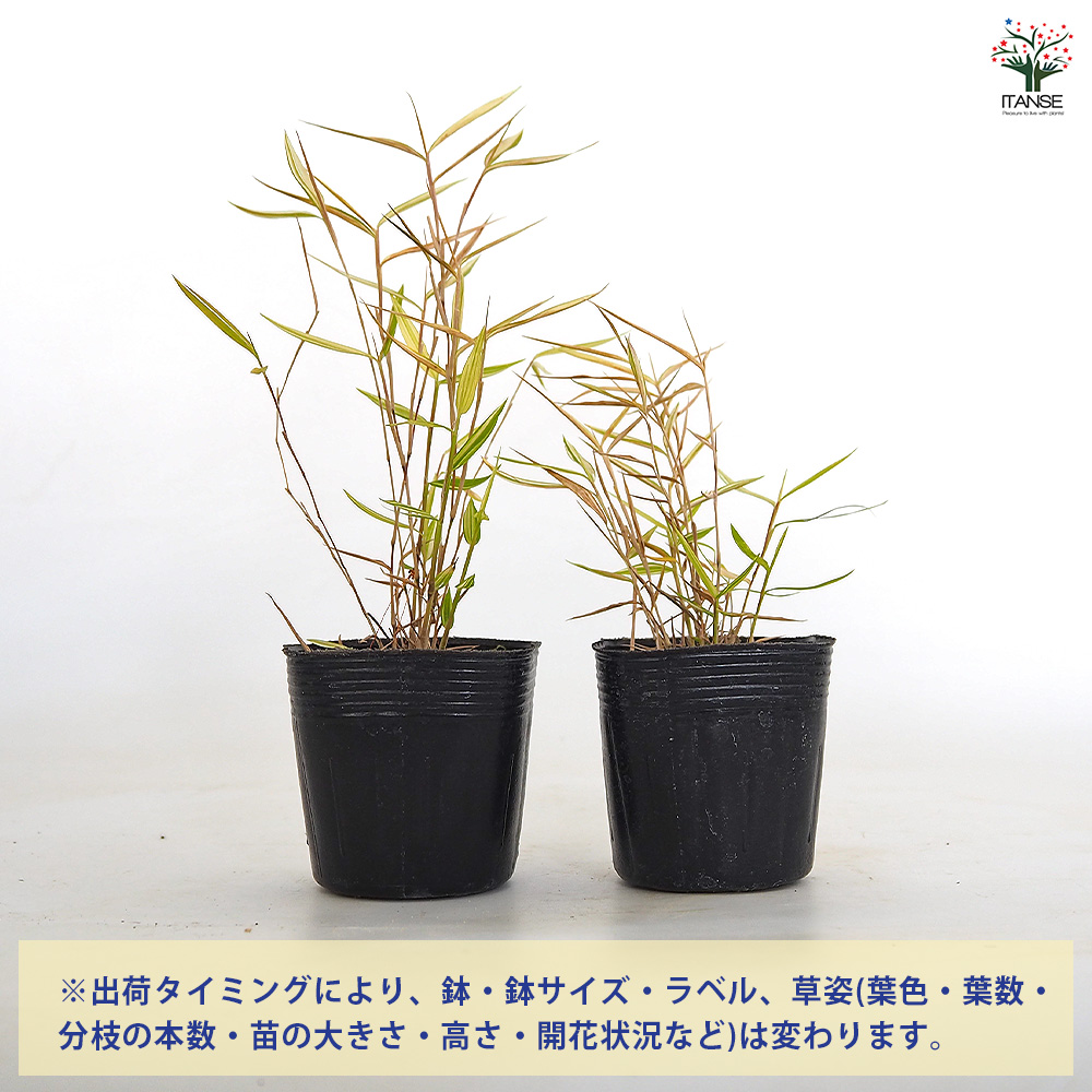斑入姫竹 信濃錦 花木苗 2.5号/お買い得3個セット タケノコ 稈 竹林 竹