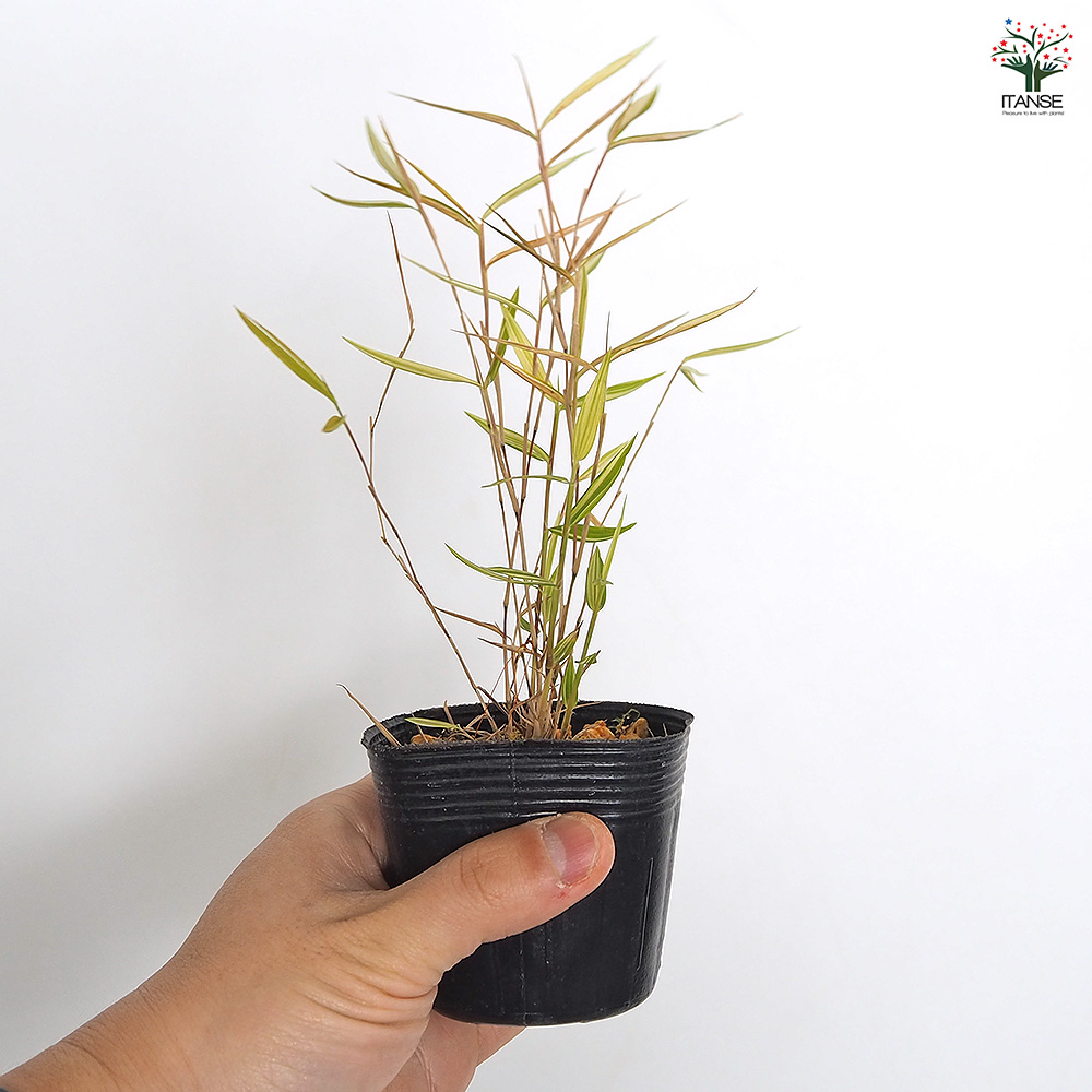 斑入姫竹 信濃錦 花木苗 2.5号/お買い得3個セット タケノコ 稈 竹林 竹
