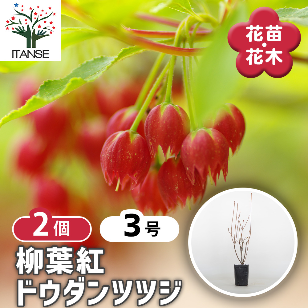 ドウダンツツジ 柳葉紅 花木苗 3号/お買い得2個セット 口紅錦 口紅更紗