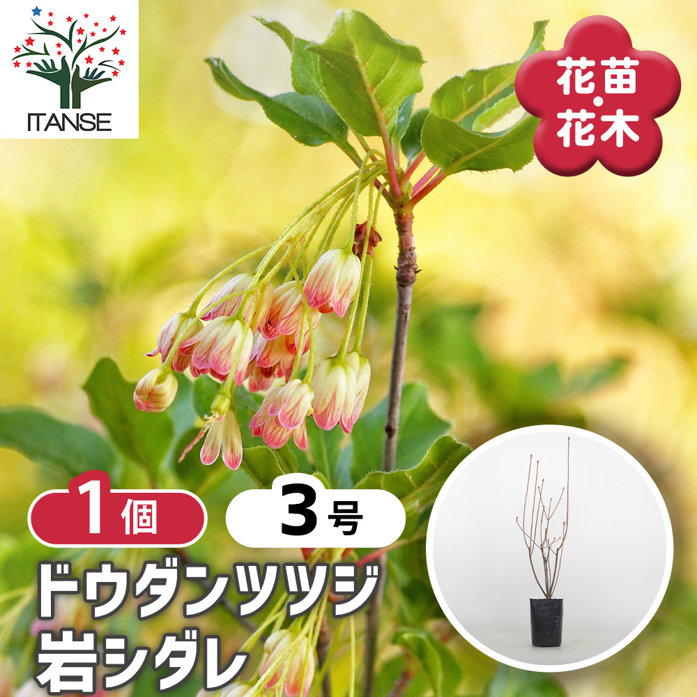 ドウダンツツジ 岩シダレ 花木苗 3号/1個売り 口紅錦 口紅更紗