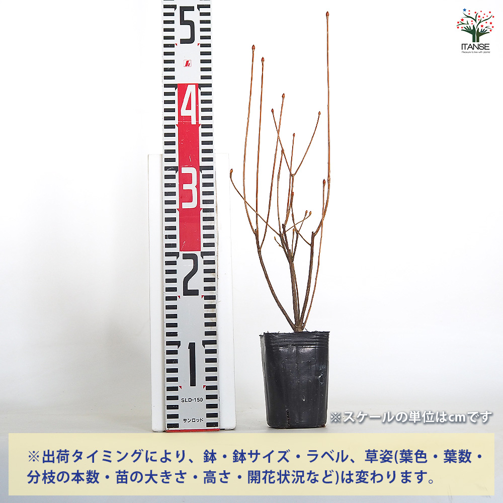 ドウダンツツジ 岩シダレ 花木苗 3号/お買い得3個セット 口紅錦 口紅