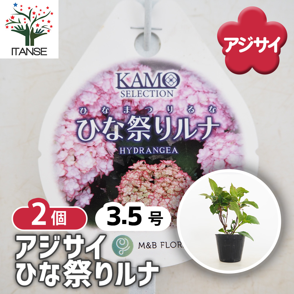 アジサイ ひな祭りルナ 花木苗 3.5号/お買い得2個セット あじさい苗
