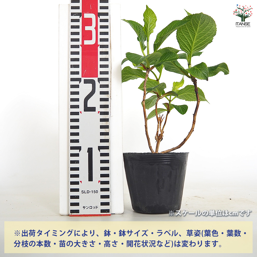 アジサイ 筑紫ルビー 花木苗 3.5号/お買い得2個セット あじさい苗