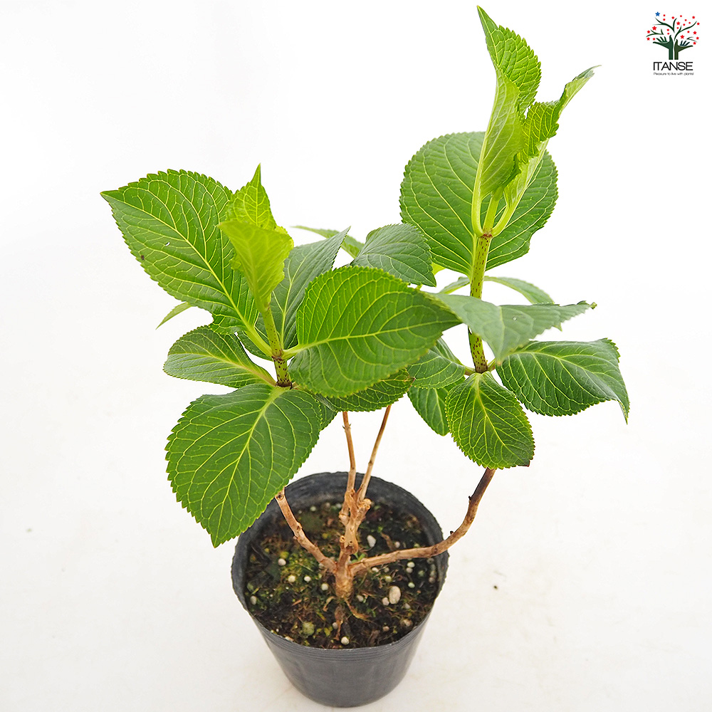 アジサイ 筑紫ルビー 花木苗 3.5号/お買い得2個セット あじさい苗