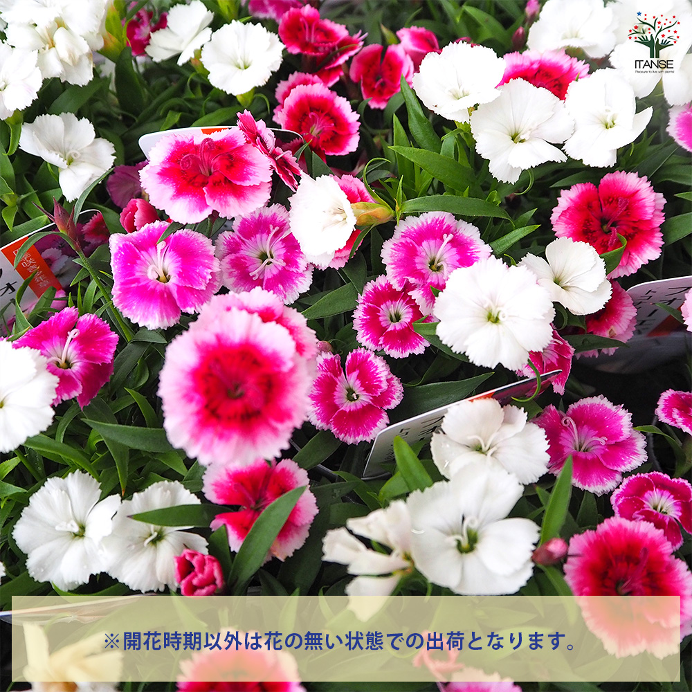 常夏ナデシコ フォーエバー 寄せ植え 花苗 3.5号/お買い得2個セット